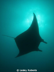 Indulging in my obsession with manta rays in Yap, Microne... by Lesley Roberts 